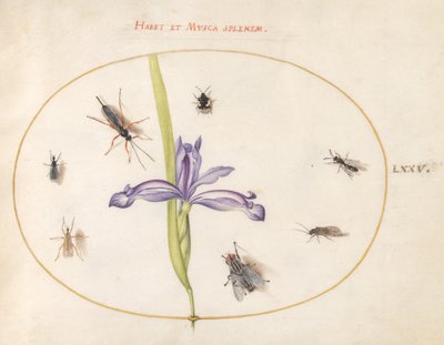Tallrik 75: En fluga och andra insekter med en iris av Joris Hoefnagel