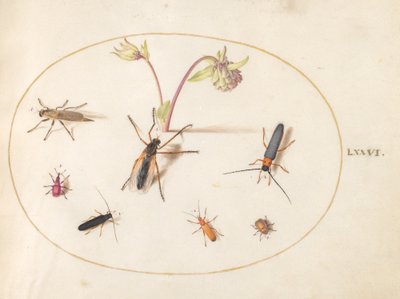 Tallrik 76: Insekter med en rosa och krämfärgad akleja av Joris Hoefnagel