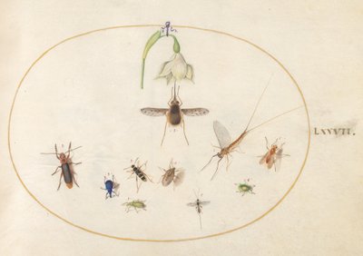 Plansch 77: prickig blomfluga med en vit blomma, en dagslända, en blå vivel och andra insekter av Joris Hoefnagel