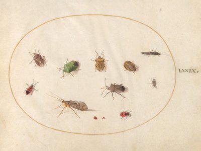 Skylt 79: Tolv insekter, inklusive sköldbuggar av Joris Hoefnagel