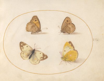Tavla 9: Ängsbrun, Gatekeeper, Clouded Yellow och Bath White Butterflies av Joris Hoefnagel
