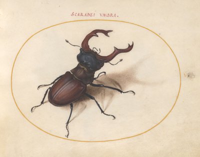 Scarab skalbagge, c.1575-80 av Joris Hoefnagel