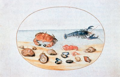 Skal och skaldjur, 1500-talet av Joris Hoefnagel