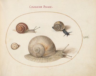 Snigel, c.1575-80 av Joris Hoefnagel