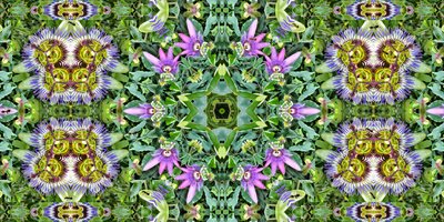 Varelser: Myror i passionsblommafältet av Josef Johann Michel