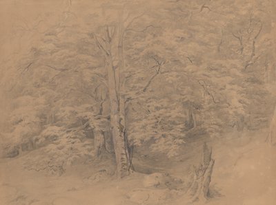 Trädstudie av Josef Kriehuber
