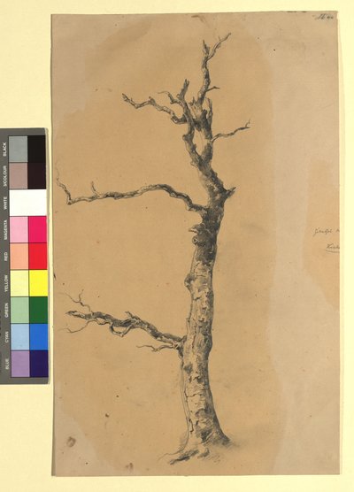 Studie eines kahlen Baumes av Josef Kriehuber