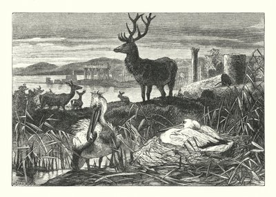 Decay of Earthly Pomp (gravyr) av Joseph (after) Wolf
