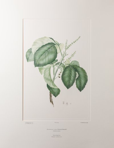 Allophyllus cobbe (Sapindaceae) - Tavla 365, Banks