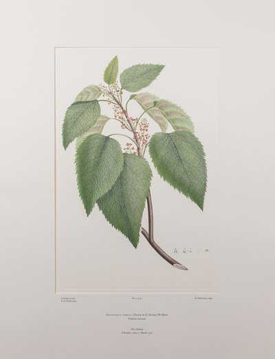 Aristotelia serrata (Elaeocarpaceae) - Tavla 419, Banks