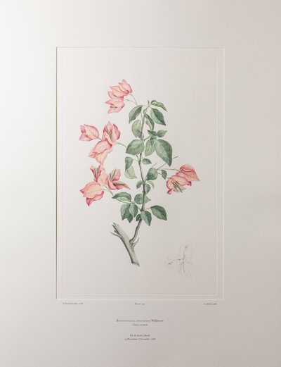 Bouganvillea spectabilis (Nyctaginaceae) - Tavla 355, Banks