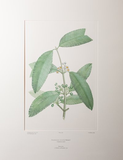 Calophyllum soulattri (Guttiferae) - Tavla 362, Banks