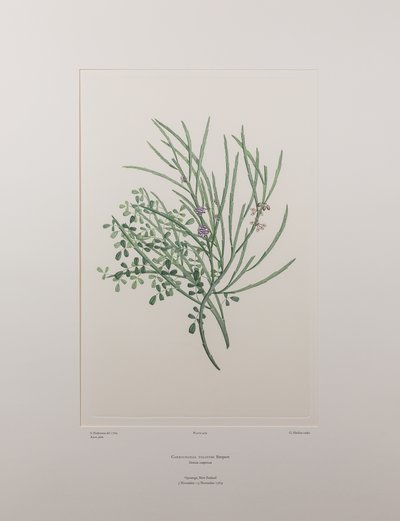 Carmichaelia solandri (Leguminosae) - Tavla 429, Banks