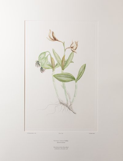 Cattleya forbesii (Orchidaceae) - Tavla 358, Banks