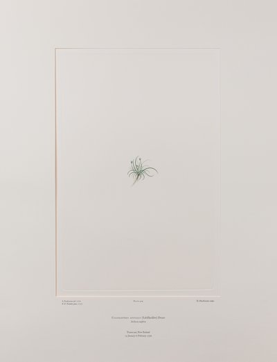 Colobanthus apetalus (Caryophyllaceae) - Tavla 414, Banks