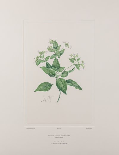Dicliptera bracteata (Acanthaceae) - Tavla 636, Banks
