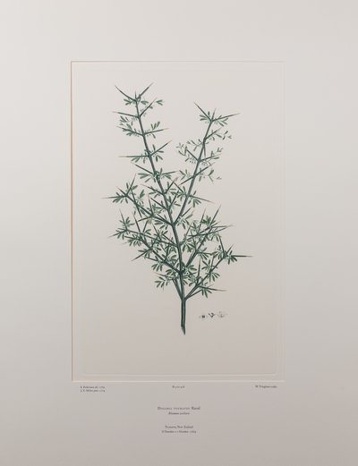 Discaria toumatou (Rhamnaceae) - Tavla 426, Banks