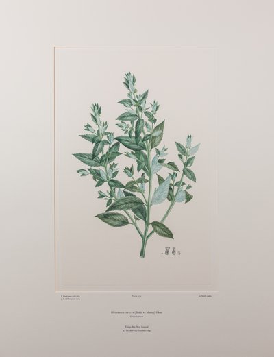 Haloragis erecta (Haloragidaceae) - Tavla 439, Banks