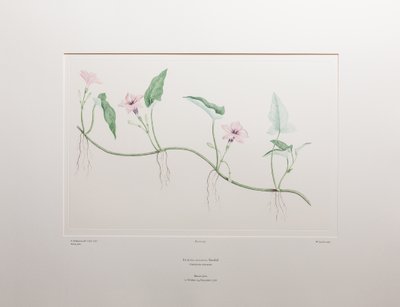 Ipomoea aquatica (Convolvulaceae) - Tavla 375, Banks