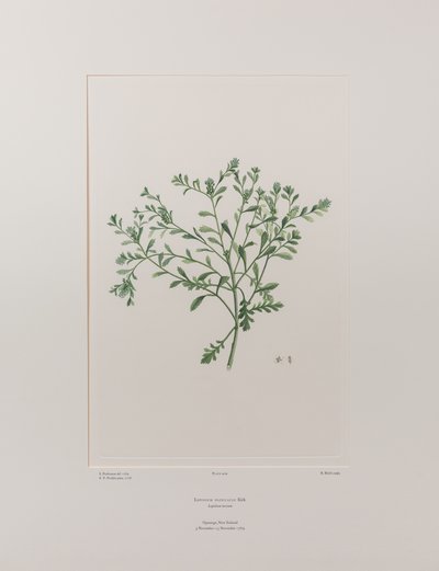 Lepidium flexicaule (Cruciferae) - Tavla 409, Banks