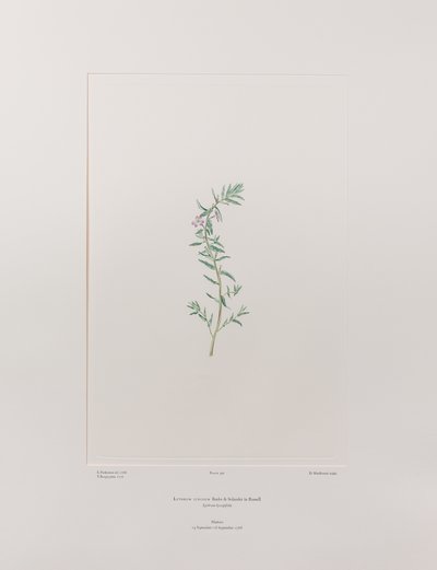 Lythrum junceum (Lythraceae) - Tavla 392, Banks