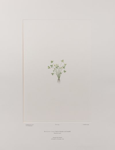 Ranunculus acaulis (Ranunculaceae) - Tavla 403, Banks