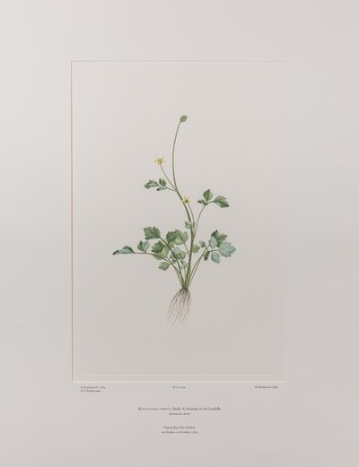 Ranunculus hirtus (Ranunculaceae) - Tavla 404, Banks