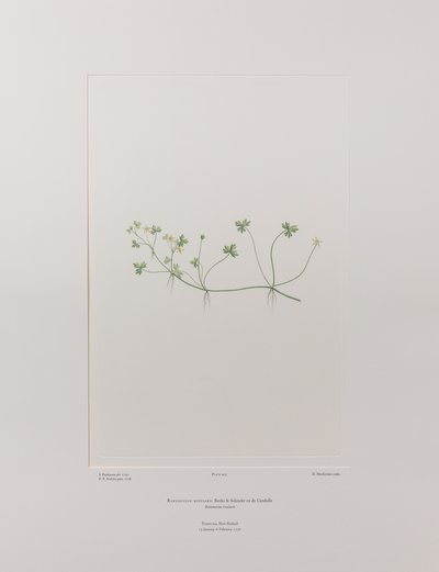 Ranunculus rivularis (Ranunculaceae) - Tavla 405, Banks