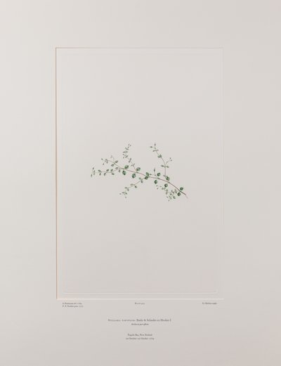 Stellaria parviflora (Caryophyllaceae) - Tavla 415, Banks