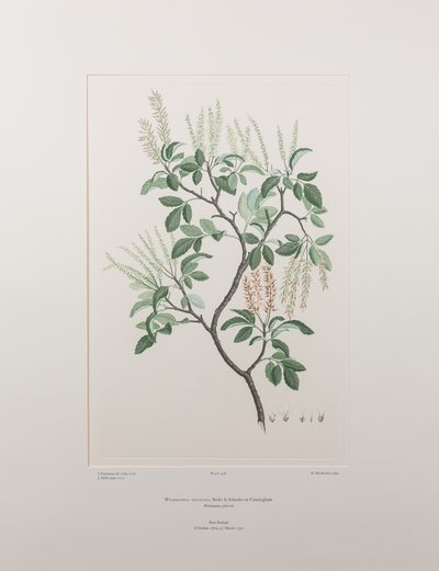 Weinmannia sylvicola (Cunoniaceae) - Tavla 436, Banks