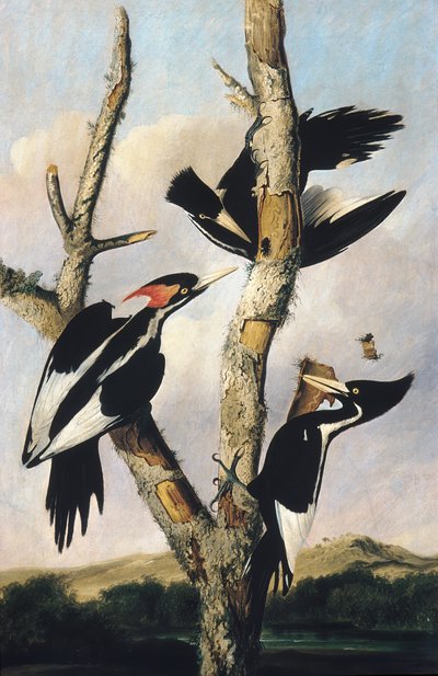 Elfenbensnäbbad hackspett, ca. 1830-31. av Joseph Bartholomew Kidd