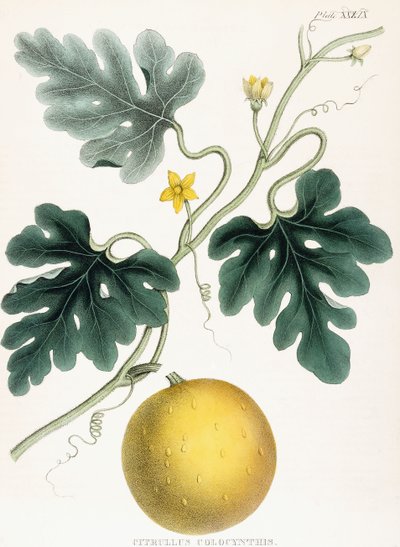 Colocynth, från "Illustrationer av medicinsk botanik: Bestående av färgade figurer av växterna som ger de viktiga artiklarna i Materia Medica". J H. Colen, 1847 av Joseph Carson