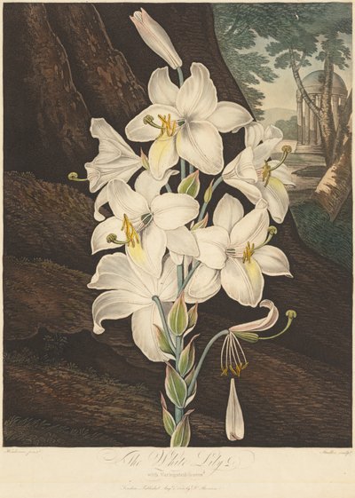 Florans tempel, eller naturens trädgård: vit lilja med brokiga löv..., 1800. av Joseph Constantine Stadler