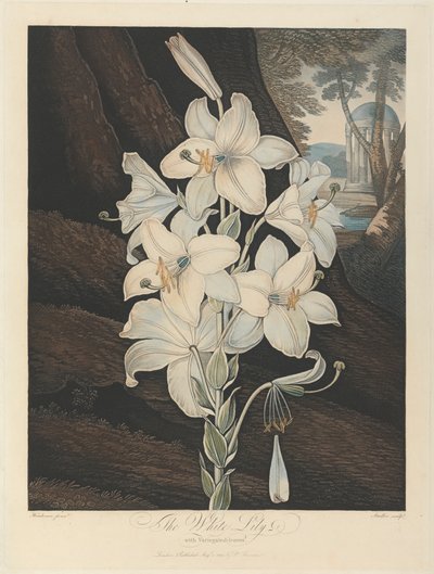 The White Lily with Variegated-Leaves, 1800, från Robert John Thornton, 