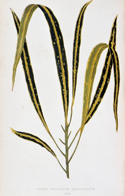 Crotonblad variegatum angustifolium. Botanisk tavla i "" Växter med färgglatt bladverk. Samling av de mest anmärkningsvärda arterna som används för att dekorera trädgårdar, växthus och lägenheter, av Edward Joseph Lowe och W. Howard, medlemmar av London Ho av Joseph Edward and Howard W Lowe