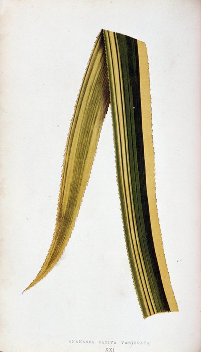 Blad av Ananassa Sativa Variegata. Botanisk planka i "" De färgglada bladväxterna. av Joseph Edward and Howard W Lowe