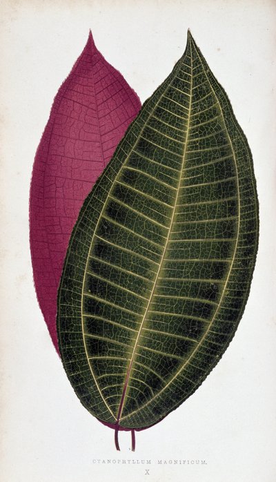 Blad av Cyanophyllum Magnificum. Botanisk tavla i "" Växter med färgglatt bladverk. av Joseph Edward and Howard W Lowe