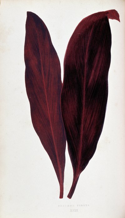 Blad av Dracaena ferrea i "" Växter med färgglatt bladverk. Samling av de mest anmärkningsvärda arterna som används för att dekorera trädgårdar, växthus och lägenheter, av Edward Joseph Lowe och W. Howard, medlemmar av London Horticulture Society. Översatt av Joseph Edward and Howard W Lowe