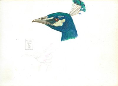 Head of a Peacock, 11 IX, 1900 (penna, penna och bläck och wc på papper) av Joseph Edward Southall