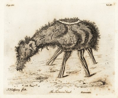 Grönsakslammet av Tartary. av Joseph Halfpenny
