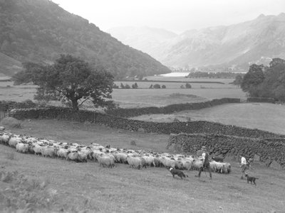En bonde, en pojke och två hundar vallar en flock får genom ett fält med en sjö och fjäll i bakgrunden av Joseph Hardman