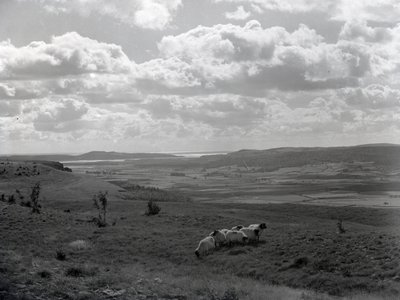 En liten flock hornfår vid Scout Scar av Joseph Hardman