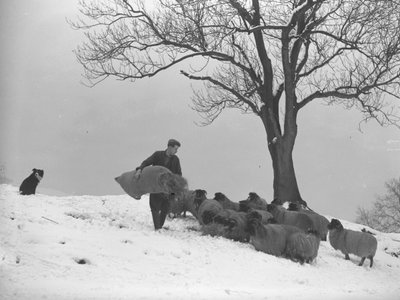 Bonde bär en säck hö för att utfodra en fårflock av Joseph Hardman