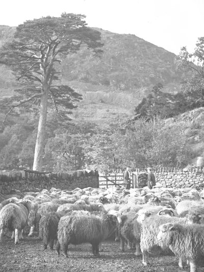 Flock av får i förgrunden av Joseph Hardman