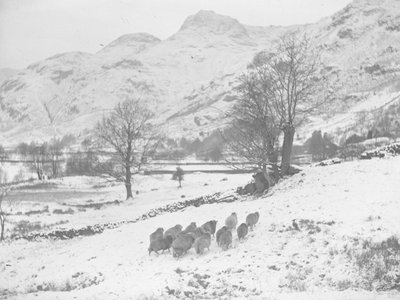 Flock av får i snön vid Langdale av Joseph Hardman