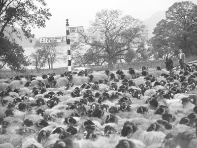 Två bönder står med en flock får bredvid en vägskylt med en sjö i bakgrunden av Joseph Hardman