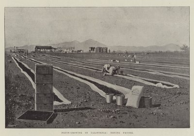 Fruktodling i Kalifornien, torkning av katrinplommon av Joseph Holland Tringham