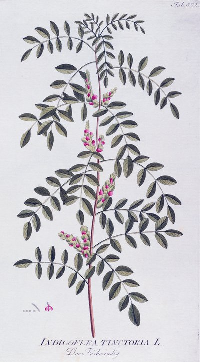 True indigo (Indigofera tinctoria) av Joseph Jacob von Plenck (1735-1807), från Icones plantarum medicinalium, Wien av Joseph Jacob Plenck
