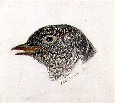 Gök, från The Farnley Book of Birds, ca 1816 (penna och akvarell på papper) av Joseph Mallord William Turner