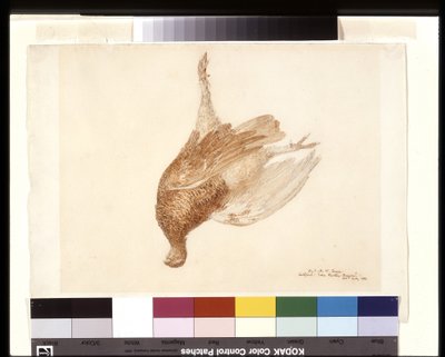 Dead Grouse (akvarell över penna på vitt vävt papper) av Joseph Mallord William Turner